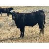 Image 4 : Ponteix Farming Co. - 700# Steer Calves - 85 Head (Ponteix, SK)