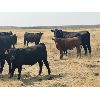 Image 5 : Ponteix Farming Co. - 700# Steer Calves - 85 Head (Ponteix, SK)