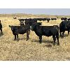 Image 6 : Ponteix Farming Co. - 700# Steer Calves - 85 Head (Ponteix, SK)