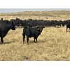 Image 7 : Ponteix Farming Co. - 700# Steer Calves - 85 Head (Ponteix, SK)