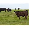 Image 2 : Pine Hill Farming Co. - 650# Steer Calves - 60 Head (Penhold, AB)