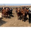 Image 1 : Murray Schwengler - 770# Yearling Heifers - 256 Head (Irricana, AB)