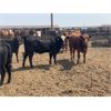 Image 4 : Murray Schwengler - 770# Yearling Heifers - 256 Head (Irricana, AB)