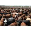 Image 1 : B&B Feeders - 850# Yearling Heifers - 230 Head (Coaldale, AB)