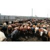 Image 2 : B&B Feeders - 850# Yearling Heifers - 230 Head (Coaldale, AB)