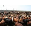 Image 3 : B&B Feeders - 850# Yearling Heifers - 230 Head (Coaldale, AB)