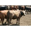 Image 4 : B&B Feeders - 850# Yearling Heifers - 230 Head (Coaldale, AB)