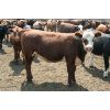 Image 5 : B&B Feeders - 850# Yearling Heifers - 230 Head (Coaldale, AB)