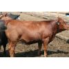 Image 6 : B&B Feeders - 850# Yearling Heifers - 230 Head (Coaldale, AB)