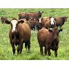Image 1 : Mullen Land & Cattle Co. - 700# Steer Calves - 85 Head (Peers, AB)