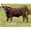 Image 4 : Mullen Land & Cattle Co. - 700# Steer Calves - 85 Head (Peers, AB)