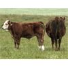 Image 6 : Mullen Land & Cattle Co. - 700# Steer Calves - 85 Head (Peers, AB)