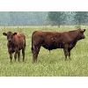 Image 3 : Mullen Land & Cattle Co. - 625# Steer Calves - 100 Head (Peers, AB)