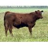 Image 7 : Mullen Land & Cattle Co. - 625# Steer Calves - 100 Head (Peers, AB)