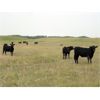 Image 5 : Rob Conley - 840# Aug/Sept Grass Heifers - 74 Head (Rabbit Lake, SK)