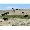Image 4 : South Island Farms - 1026# August Grass Steers - 52 Head (Bow Island, AB)