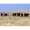 Image 3 : Triple T Farms - 941# August Grass Steers - 64 Head (Bow Island, AB)