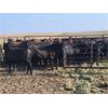Image 5 : Triple T Farms - 941# August Grass Steers - 64 Head (Bow Island, AB)