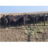 Image 6 : Triple T Farms - 941# August Grass Steers - 64 Head (Bow Island, AB)