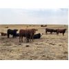 Image 2 : McDougald Ranch - 950# September Grass Steers - 170 Head (Maple Creek, SK)