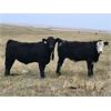 Image 3 : McDougald Ranch - 950# September Grass Steers - 170 Head (Maple Creek, SK)