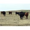 Image 4 : McDougald Ranch - 950# September Grass Steers - 170 Head (Maple Creek, SK)