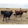 Image 5 : McDougald Ranch - 950# September Grass Steers - 170 Head (Maple Creek, SK)