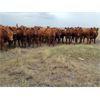 Image 5 : Park Livestock Ltd. - 950# August Grass Steers - 110 Head (Suffield, AB)