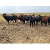 Image 2 : McDougald Ranch - 880# August Grass Heifers - 30 Head (Maple Creek, SK)