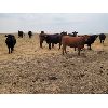 Image 3 : McDougald Ranch - 880# August Grass Heifers - 30 Head (Maple Creek, SK)