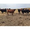 Image 4 : McDougald Ranch - 880# August Grass Heifers - 30 Head (Maple Creek, SK)