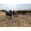 Image 6 : McDougald Ranch - 880# August Grass Heifers - 30 Head (Maple Creek, SK)