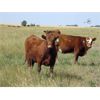 Image 3 : Jeff & Bonnie Resch - 880# August Grass Heifers - 142 Head (Leader, SK)