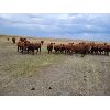 Image 2 : Park Livestock Ltd. - 850# August Grass Heifers - 47 Head (Suffield, AB)