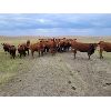 Image 3 : Park Livestock Ltd. - 850# August Grass Heifers - 47 Head (Suffield, AB)