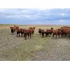 Image 4 : Park Livestock Ltd. - 850# August Grass Heifers - 47 Head (Suffield, AB)