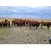 Image 5 : Park Livestock Ltd. - 850# August Grass Heifers - 47 Head (Suffield, AB)