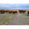 Image 6 : Park Livestock Ltd. - 850# August Grass Heifers - 47 Head (Suffield, AB)