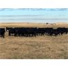 Image 6 : Jamie McMillan - 1050# August Grass Steers - 79 Head (Elkwater, AB)