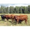 Image 3 : DJC Ranch - 1025# August Grass Steers - 60 Head (Meadow Lake, SK)