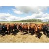 Image 4 : DJC Ranch - 1025# August Grass Steers - 60 Head (Meadow Lake, SK)