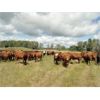 Image 5 : DJC Ranch - 1025# August Grass Steers - 60 Head (Meadow Lake, SK)
