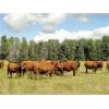 Image 6 : DJC Ranch - 1025# August Grass Steers - 60 Head (Meadow Lake, SK)
