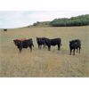 Image 2 : DJC Ranch - 925# October Grass Steers - 134 Head (Rabbit Lake, SK)