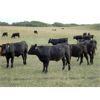 Image 4 : DJC Ranch - 925# October Grass Steers - 134 Head (Rabbit Lake, SK)