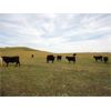 Image 5 : DJC Ranch - 925# October Grass Steers - 134 Head (Rabbit Lake, SK)