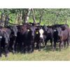 Image 1 : Taylor Enterprises Inc. - 897# August Grass Steers - 106 Head (Wawota, SK)
