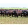 Image 2 : Taylor Enterprises Inc. - 897# August Grass Steers - 106 Head (Wawota, SK)