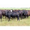 Image 3 : Taylor Enterprises Inc. - 897# August Grass Steers - 106 Head (Wawota, SK)