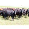 Image 4 : Taylor Enterprises Inc. - 897# August Grass Steers - 106 Head (Wawota, SK)